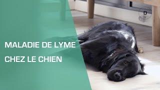 La maladie de Lyme chez le chien - Animaux