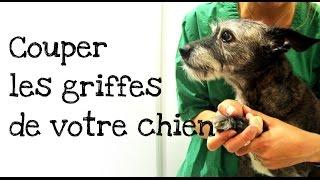 Comment couper les griffes de votre chien ?