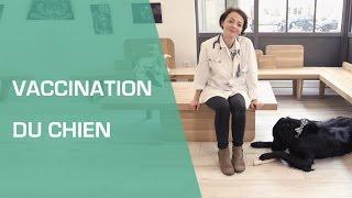 La vaccination du chien - Animaux