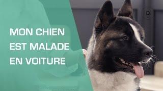 Mon chien est malade en voiture : que faire ?  - Animaux