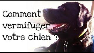 Comment vermifuger votre chien ?