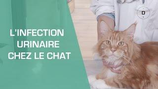 L’infection urinaire chez le chat - Animaux