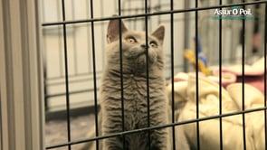 (COVERING) Assur O'Poil, La Mutuelle Animaux Au Salon Animal Expo 2015