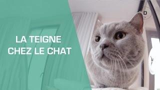 La Teigne du chat  - Animaux