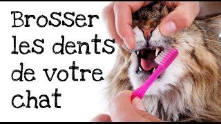 Comment brosser les dents de votre chat ?