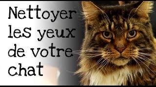 Comment nettoyer les yeux de votre chat ?