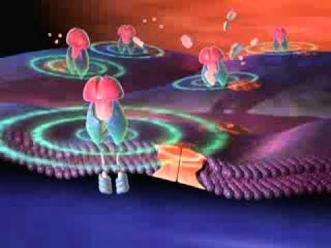 Diabète De Type 2   Mécanismes Du Diabète De Type 2 En Vidéo Santé 3D