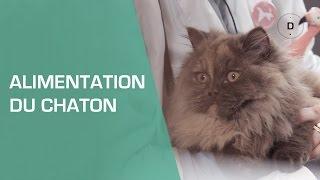 Comment nourrir un chaton ? - Animaux