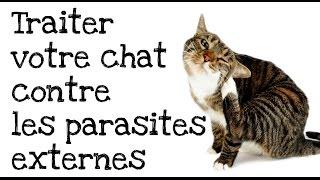 Comment traiter votre chat contre les puces et les tiques ?