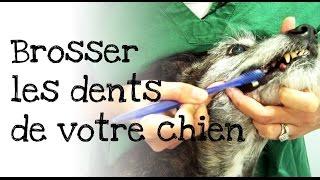 Comment brosser les dents de votre chien ?