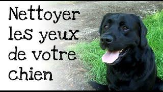 Comment nettoyer les yeux de votre chien ?