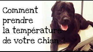 Comment prendre la température de votre chien ?