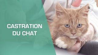 La castration du chat  - Animaux