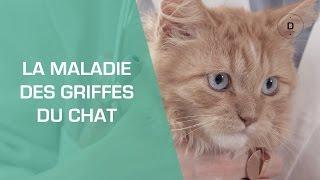 La maladie des griffes du chat - Animaux