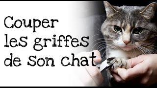 Comment couper les griffes de votre chat ?