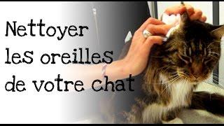 Comment nettoyer les oreilles de votre chat ?