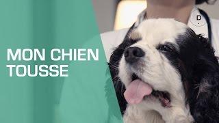 Mon chien tousse : que faire ? - Animaux