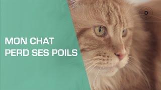Mon chat perd ses poils : que faire ? - Animaux
