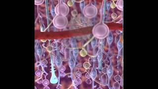 Rétinopathie :physiopathologie