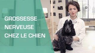 La grossesse nerveuse chez la chienne - Animaux
