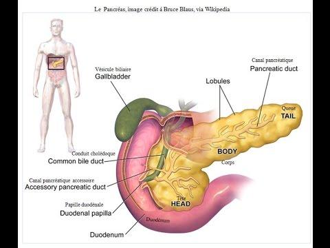 Aliments Qui Protègent Le Pancréas Et Luttent Contre Le Diabète