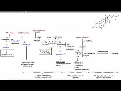 Anabolisme Du Cholestérol