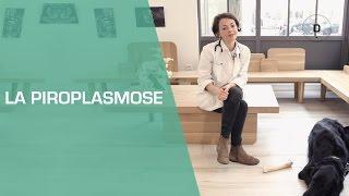 La piroplasmose - Animaux
