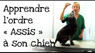 Comment apprendre l'ordre « assis » à votre chien ?