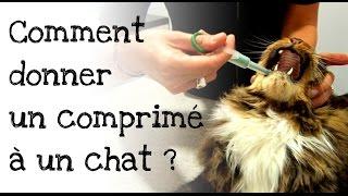 Comment donner un comprimé à son chat ?